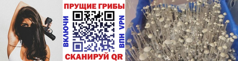 Псилоцибиновые грибы мицелий  что такое   Сафоново 